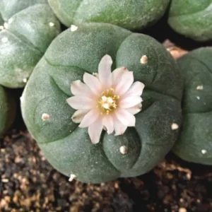 Buy Peyote Online